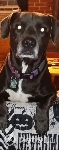 Help Find Sasha: Missing Pit Lab in 27546 - photo