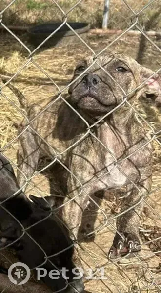 Lost Pitbulls: Dior & Noles in Byram, MS - photo