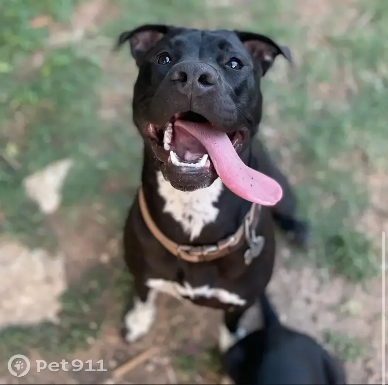 Lost Sweet Pit Mastiff Mix in Waco - photo