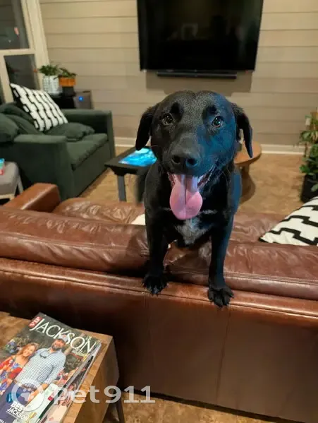 Found: Young Black Dog in Jackson, TN - photo