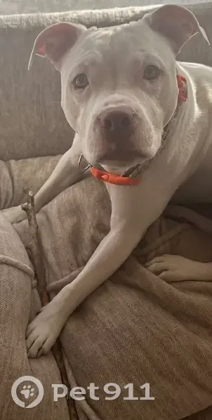 Lost Friendly White Dog in South Elgin - photo