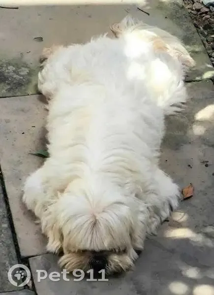 cachorro desaparecida - photo