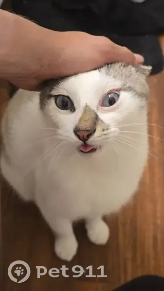 Lost Siamese Cat: Blue Eyes & Collar - photo