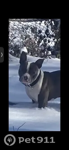 Lost Dog: Smooth Coat, Gray & White KC - photo