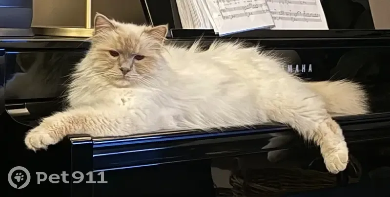 Lost White Birman Cat in Cape Town - photo