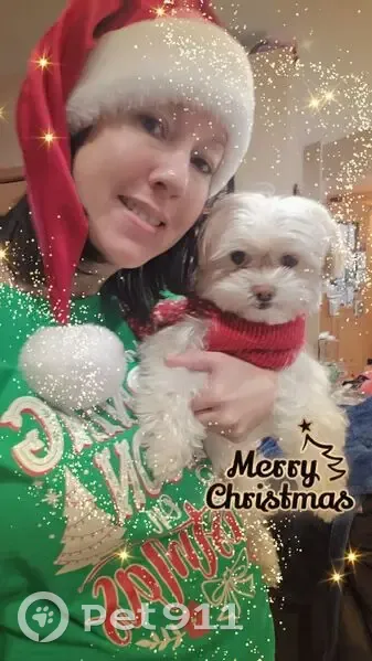 Lost Multipoo: White/Beige, 10lbs, Salem Lakes - photo