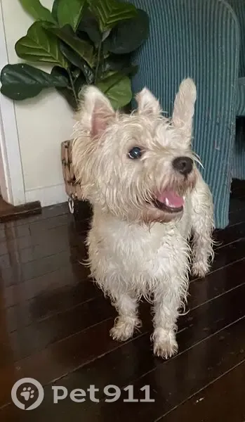 Friendly Young Dog Found on Palmerston St - photo