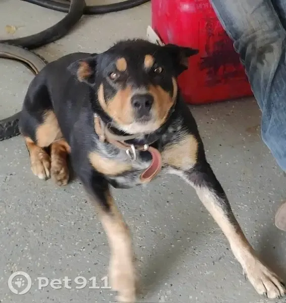 Lost Heeler-Collie Mix in Georgia - photo