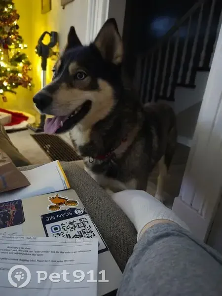 Lost Skittish Dog: Auburn, Blue Collar - photo