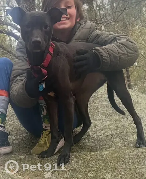 Lost Dog: Black with Red Collar, Gloucester - photo