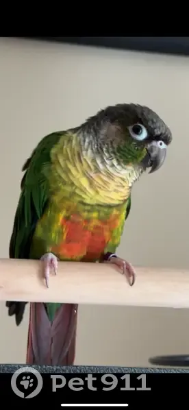 Help Find Birdie: Green Cheek Conure - photo