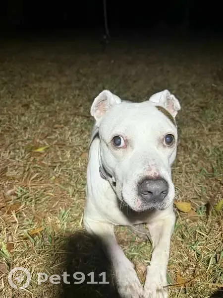 Lost Dog: Bella - White Pit Mix, GA - photo
