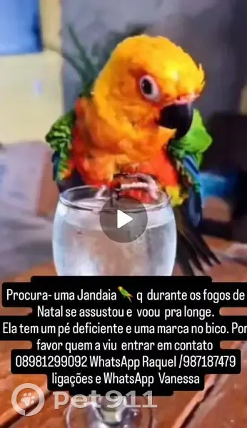 pássaro desaparecida - photo