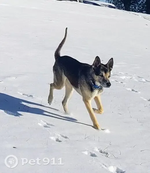 Lost: Black & Tan German Shepherd, Blue Eyes - photo