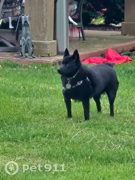 Lost Black Schipperke in Sumner Area - photo