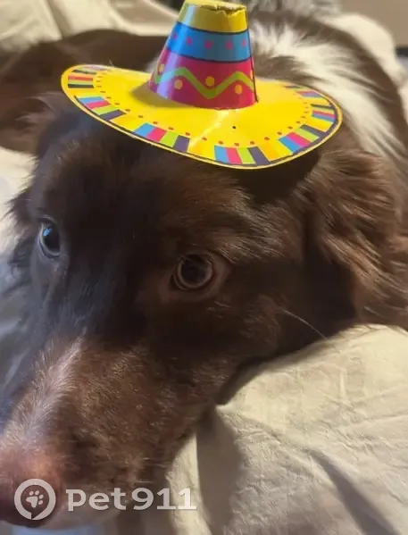 Help Find Luca: Fluffy Border Collie Lost - photo