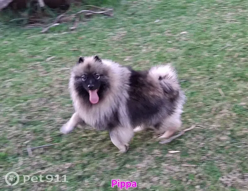 Help Find Pippa: Silver & Black Lost Dog - photo