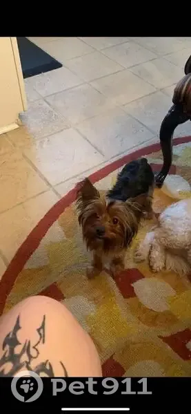 Lost Yorkie: Brown & Black, Neuens Rd - photo