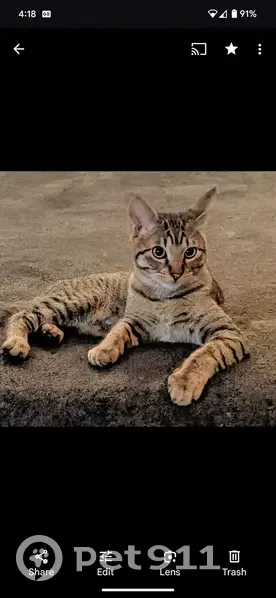 Lost Cat: Friendly & Chipped on Jim Hogg - photo