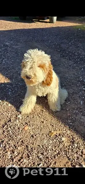 Lost Dog: Friendly Cream & Brown in Marana - photo