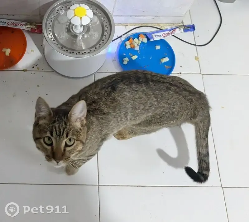 ¡Ayuda! Gata Pichu Perdida en Guadalajara - photo