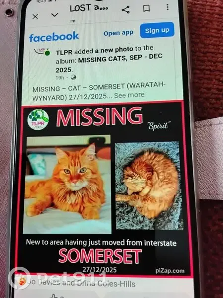 Lost Ginger Cat on Lyons St, Somerset - photo