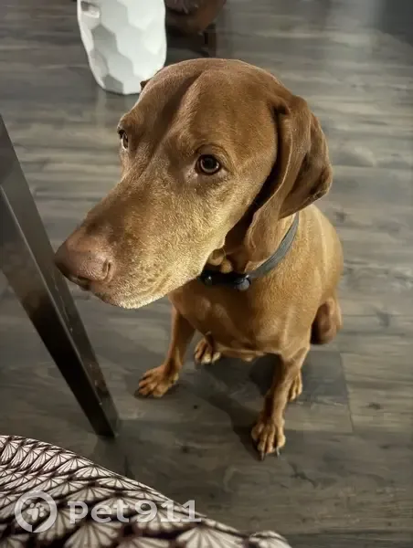 Lost: Friendly Vizsla Hank in Bega Valley - photo