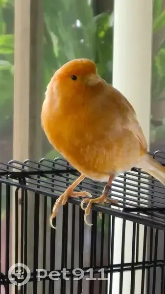 Lost Orange Canary: Belmont Area - photo