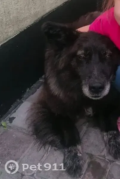 Зникла собака в Борисполі: допоможіть знайти! - photo