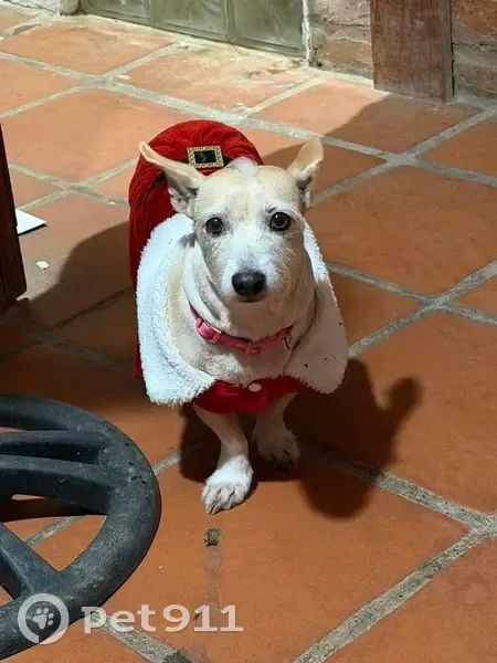¡Ayuda a encontrar a nuestra perrita perdida! - photo