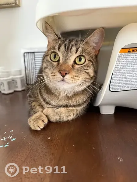 Lost Tabby Cat: Chipped, Loves Jingles - photo