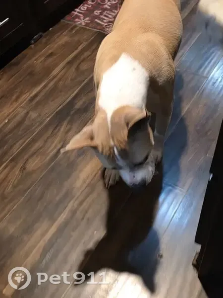 Lost Large Dog: Brown & White in Houston - photo