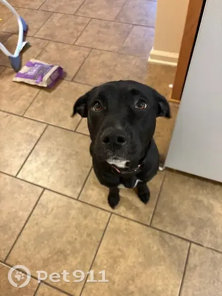 Found: Black & White Dog in Searcy, AR - photo