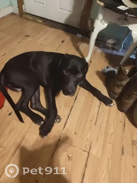 Lost Dog Leo: Friendly Black & White Pup - photo