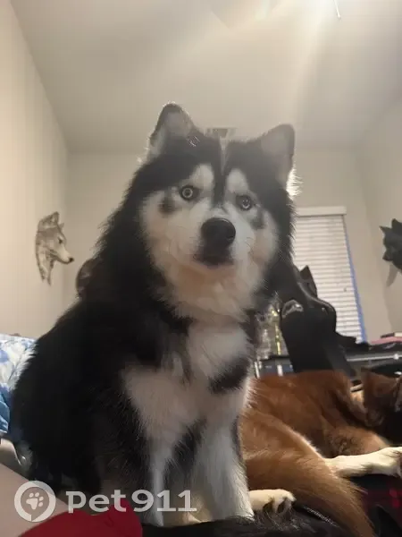 Lost Pomsky: Husky-Sized, Canton Area - photo