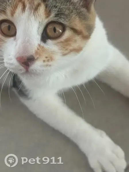 Se Busca: Gatita Tricolor Perdida en Tabaiba - photo