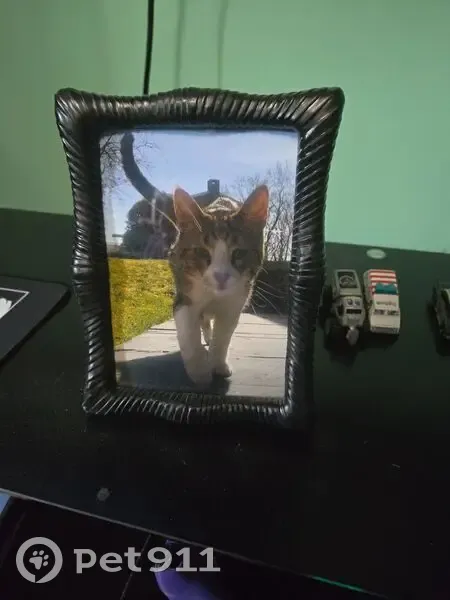 Help Find Mango: Lost Gray Tabby in Scranton - photo