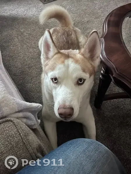 Lost Timid Husky: Reddish Brown & White - photo