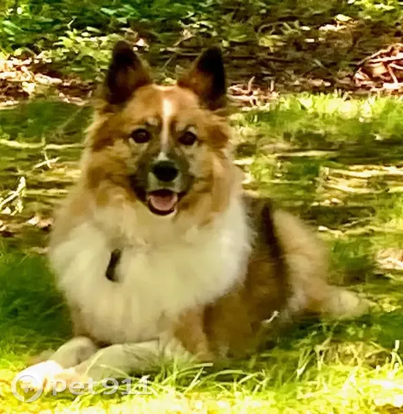 Lost Dog: Gentle 13-Year-Old in Randleman - photo