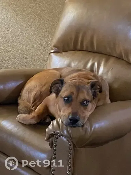 Lost Dog: Golden Brown, Black Collar - photo