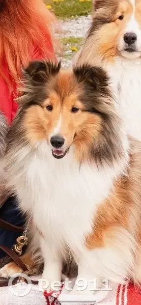 Lost Sheltie Spotted Near I-75 Exit - photo