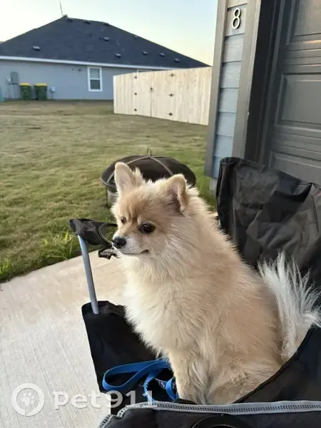 Lost 12-Year-Old Pomeranian in Texas - photo