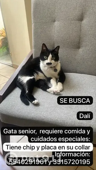 ¡Gata Perdida en Zapopan! Negra y Blanca - photo