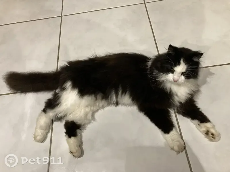 Chat noir et blanc perdu à Brognard - photo