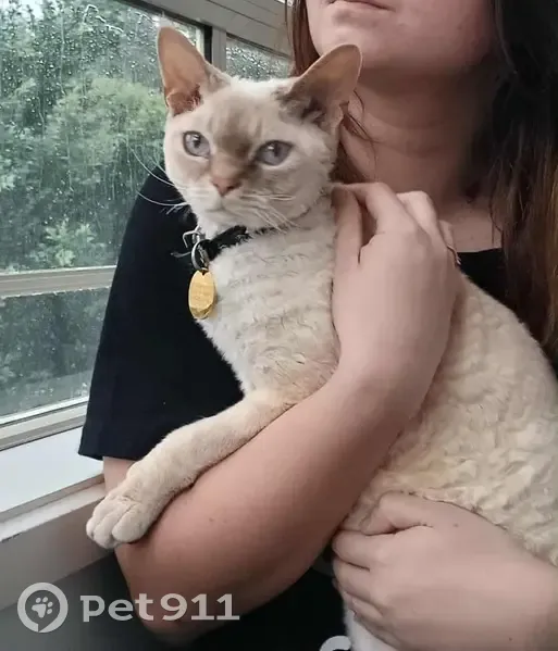 Lost Devon Rex: Cream, Blue-Eyed Beauty - photo