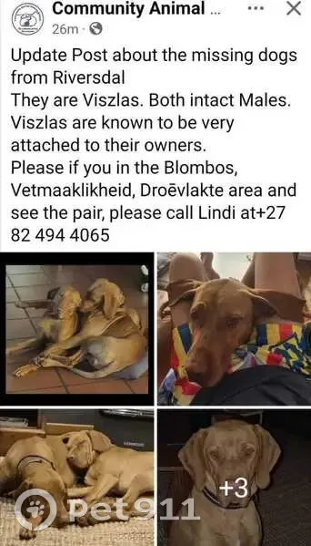 Lost Male Vizslas: Benji & Jesse Missing - photo