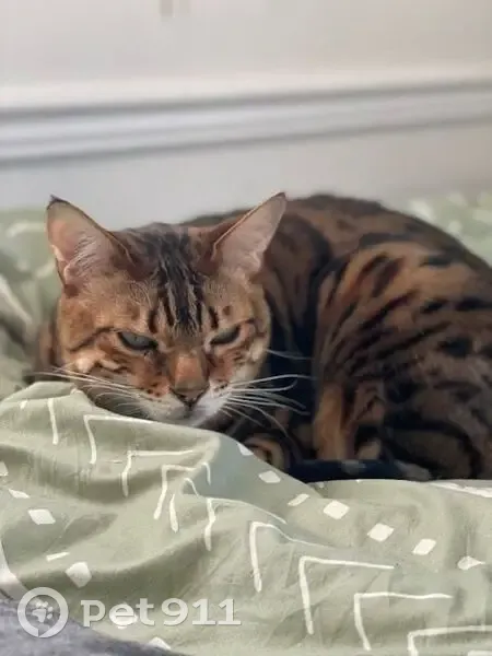 Lost Cat Stamos: Tiny Meow, Can't Jump - photo