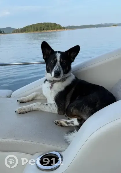 Lost Dog on Peachtree Lane - Please Help! - photo