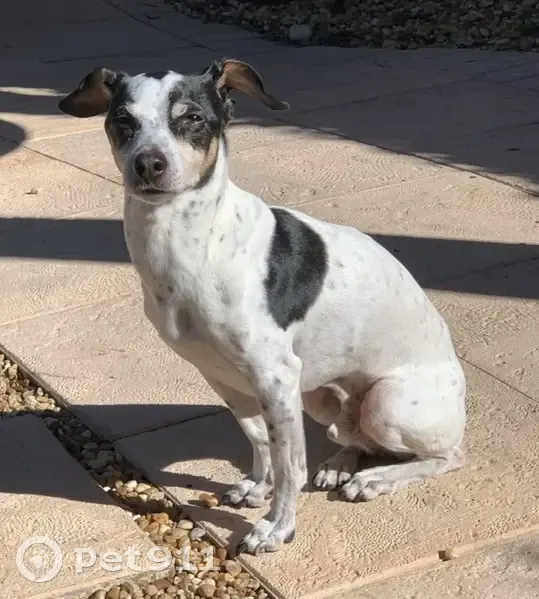 Lost Dog: White with Black Spots in FL - photo