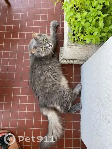 Chat perdu à Marseille, Boulevard Hopkinson - photo